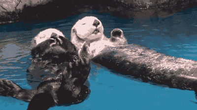 otters-team.gif
